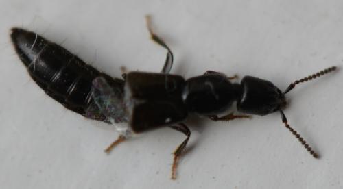 Réf. 302 437 : Xantholinini inconnu